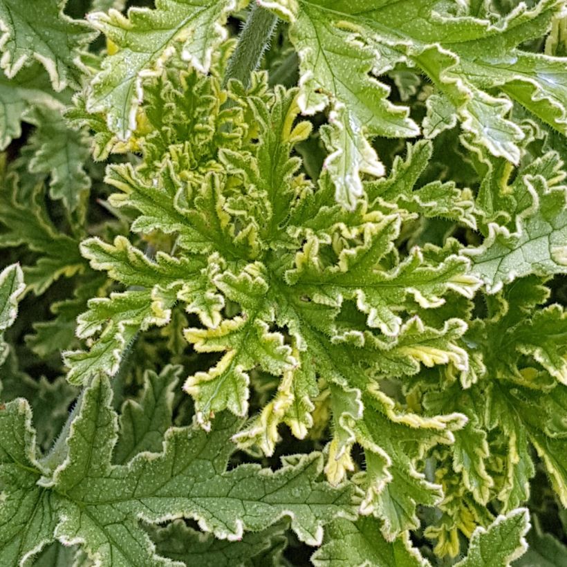 Duftende Pelargonie Lady Plymouth - Pelargonium graveolens (Laub)