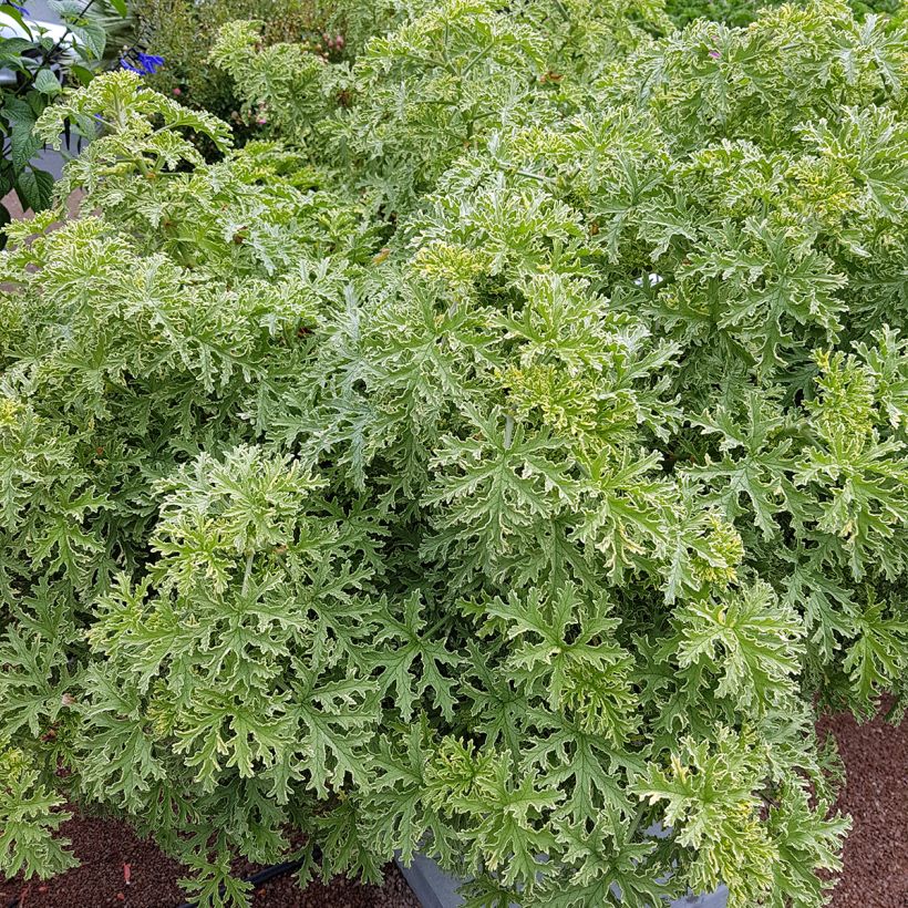 Duftende Pelargonie Lady Plymouth - Pelargonium graveolens (Hafen)