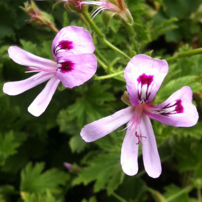 Duftende Pelargonie Lemon fancy - Pelargonium (Blüte)