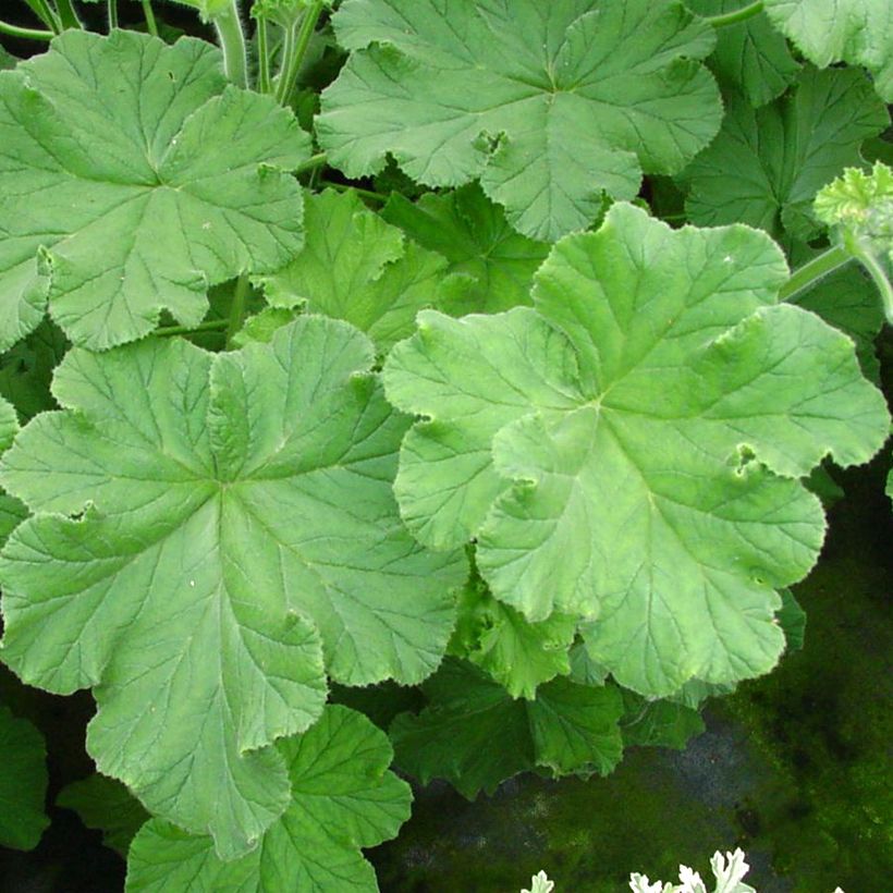 Duftende Pelargonie Purple Unique - Pelargonium (Laub)