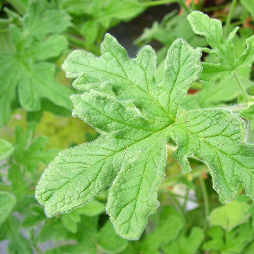 Duftende Pelargonie Robert's Lemon Rose - Pelargonium graveolens (Laub)