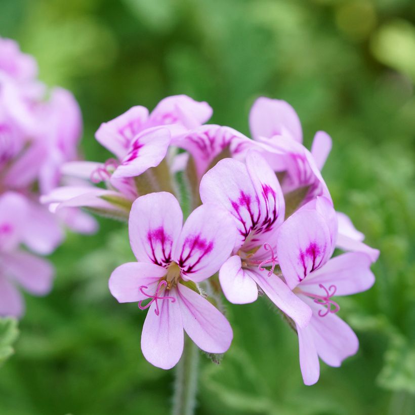 Duftende Pelargonie White Graveolens - Pelargonium graveolens (Blüte)