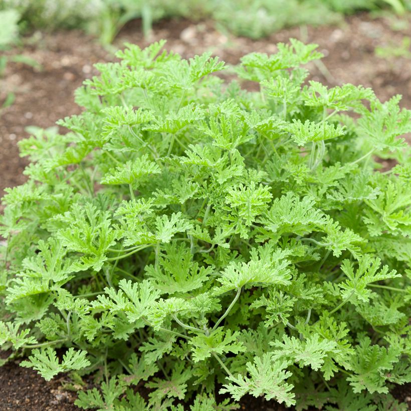 Duftende Pelargonie White Graveolens - Pelargonium graveolens (Hafen)