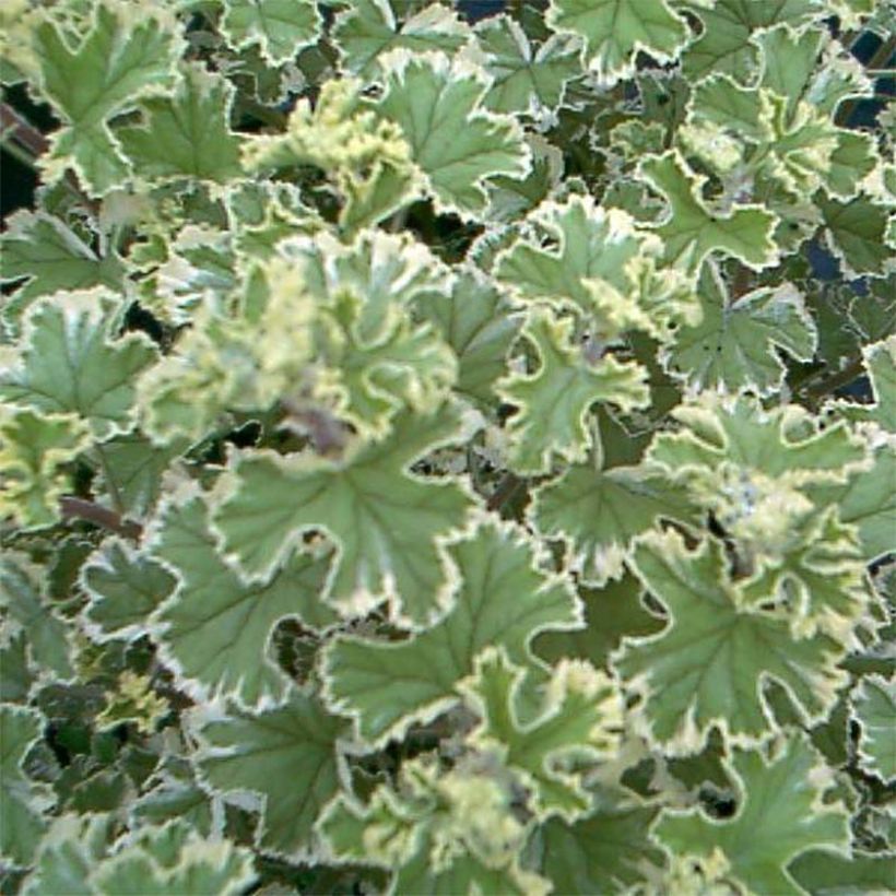 Duftende Pelargonie Variegatum - Pelargonium crispum (Laub)