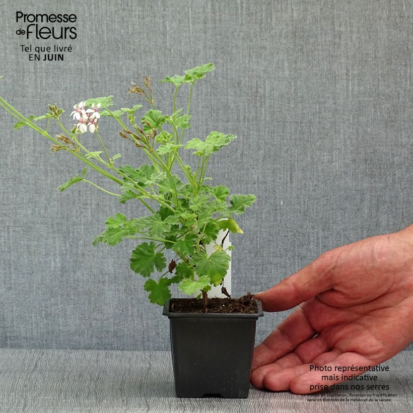 Exemplar von Pelargonium odorant fragrans Variegatum - Géranium parfum pin maritime - Godet de 8/9 cm wie im Frühjahr geliefert