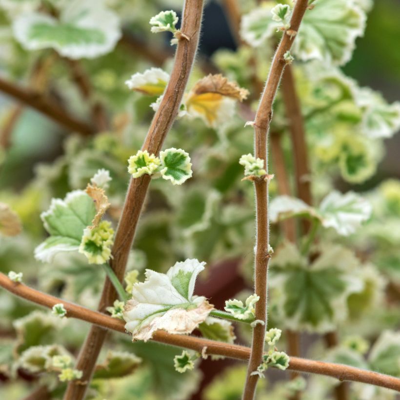 Duftende Pelargonie Variegatum - Pelargonium fragrans (Laub)