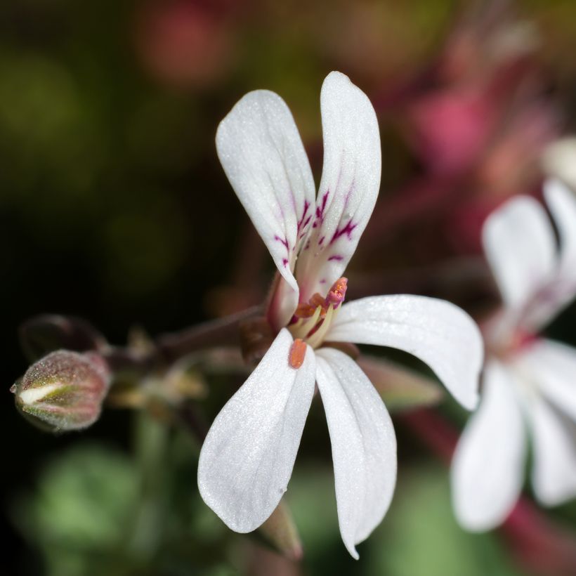 Duftende Pelargonie Variegatum - Pelargonium fragrans (Blüte)