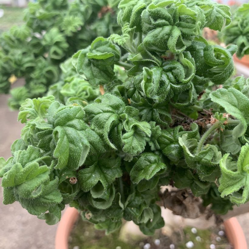 Duftende Pelargonie Bontrosaï - Pelargonium graveolens (Laub)