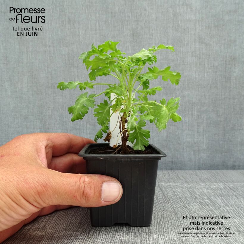 Exemplar von Pelargonium ionidiflorum - Duftende Pelargonie wie im Frühjahr geliefert