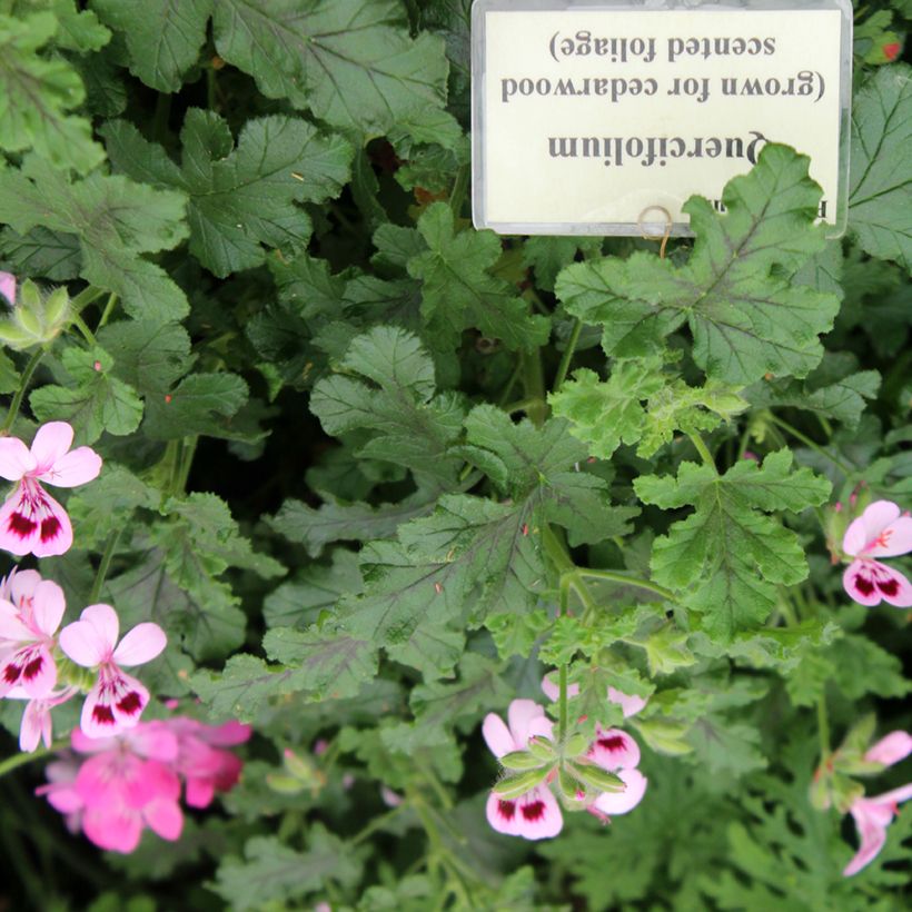 Duftende Pelargonie - Pelargonium quercifolium (Laub)