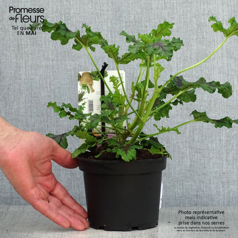 Exemplar von Duftende Pelargonie Royal Oak - Pelargonium quercifolium Topf mit 1,5L/2L wie im Frühjahr geliefert