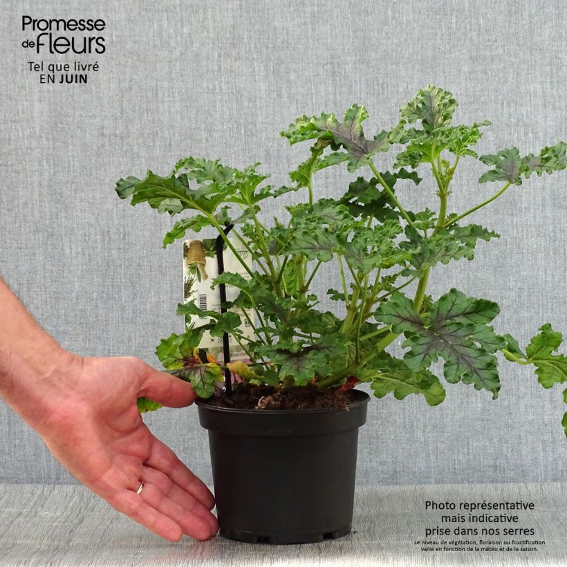 Exemplar von Duftende Pelargonie Royal Oak - Pelargonium quercifolium wie im Sommer geliefert