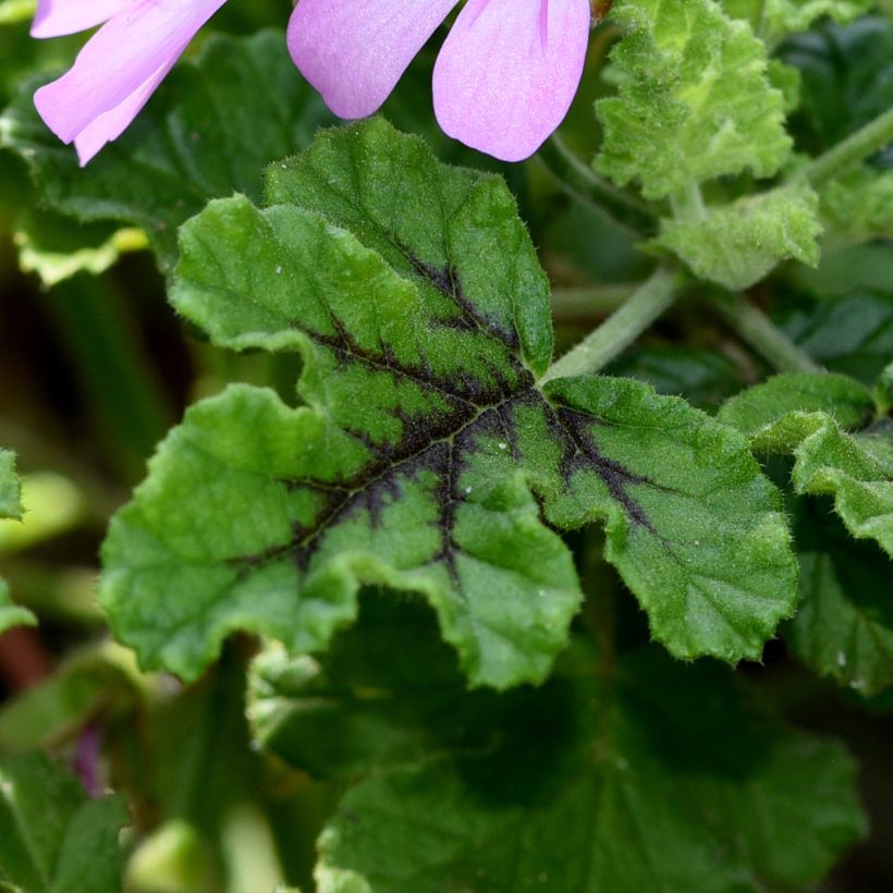 Duftende Pelargonie Royal Oak - Pelargonium quercifolium (Laub)