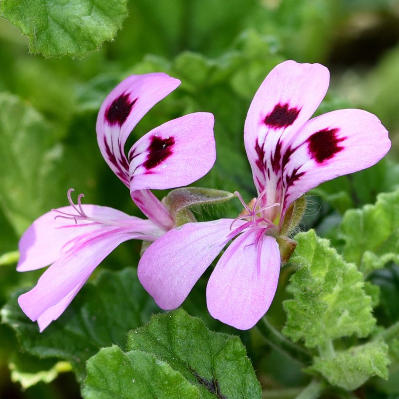 Duftende Pelargonie Royal Oak - Pelargonium quercifolium (Blüte)