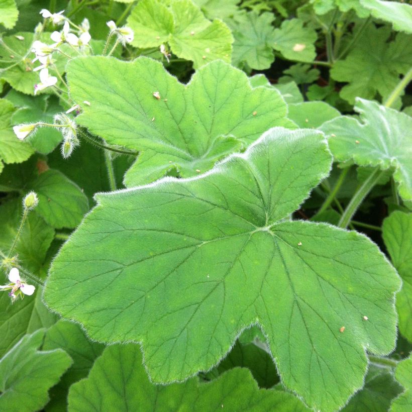 Duftende Pelargonie - Pelargonium tomentosum (Laub)