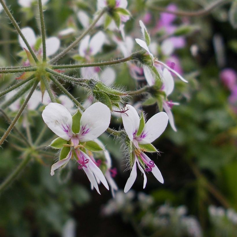 Duftende Pelargonie - Pelargonium tomentosum (Blüte)