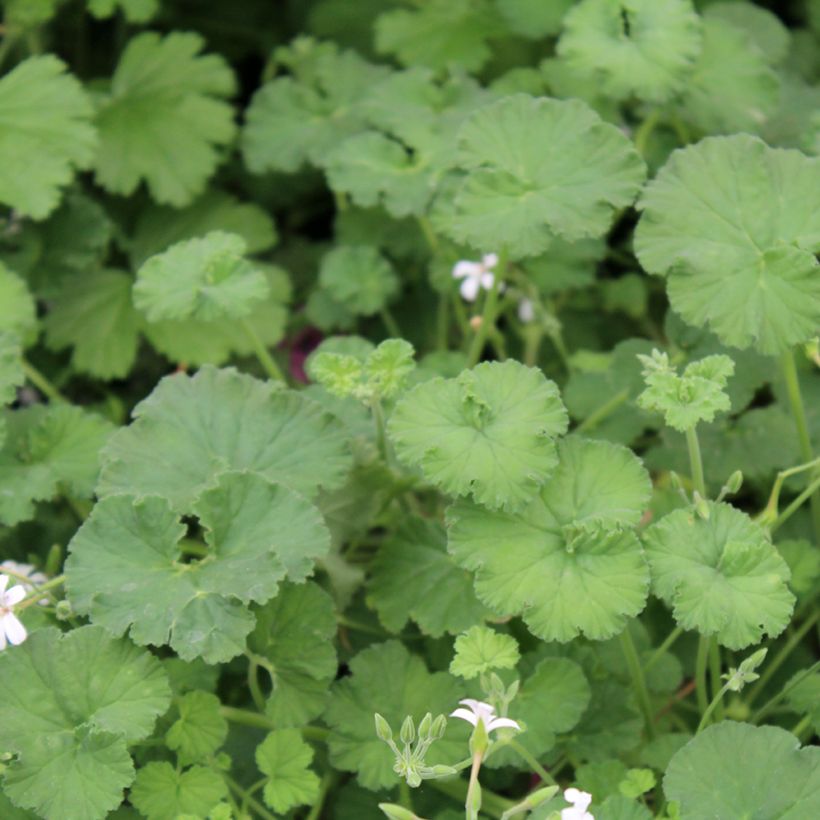 Pelargonium odoratissimum (Laub)