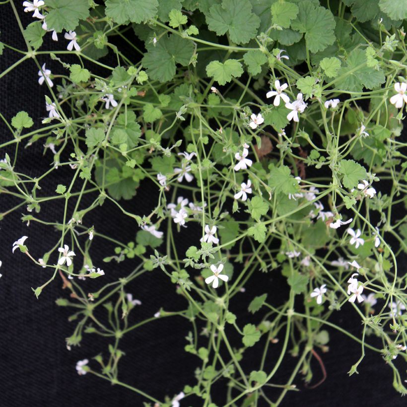 Pelargonium odoratissimum (Hafen)