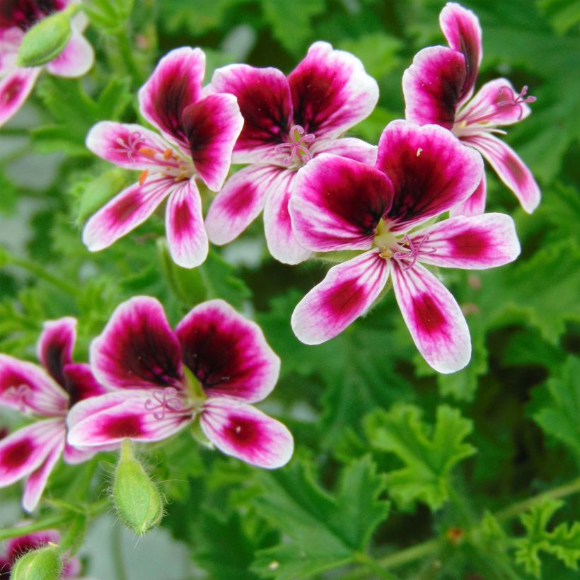 Duftende Pelargonie Mosquitaway Eva - Pelargonium (Blüte)