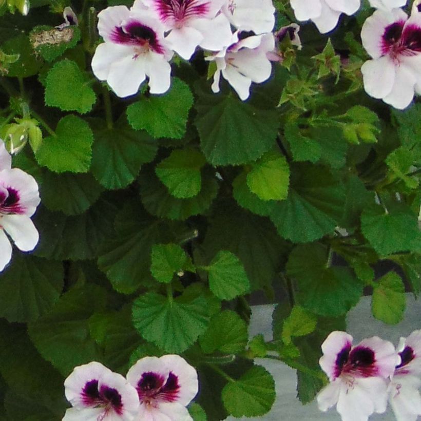 Duftende Pelargonie Mosquitaway Lizzy - Pelargonium (Laub)