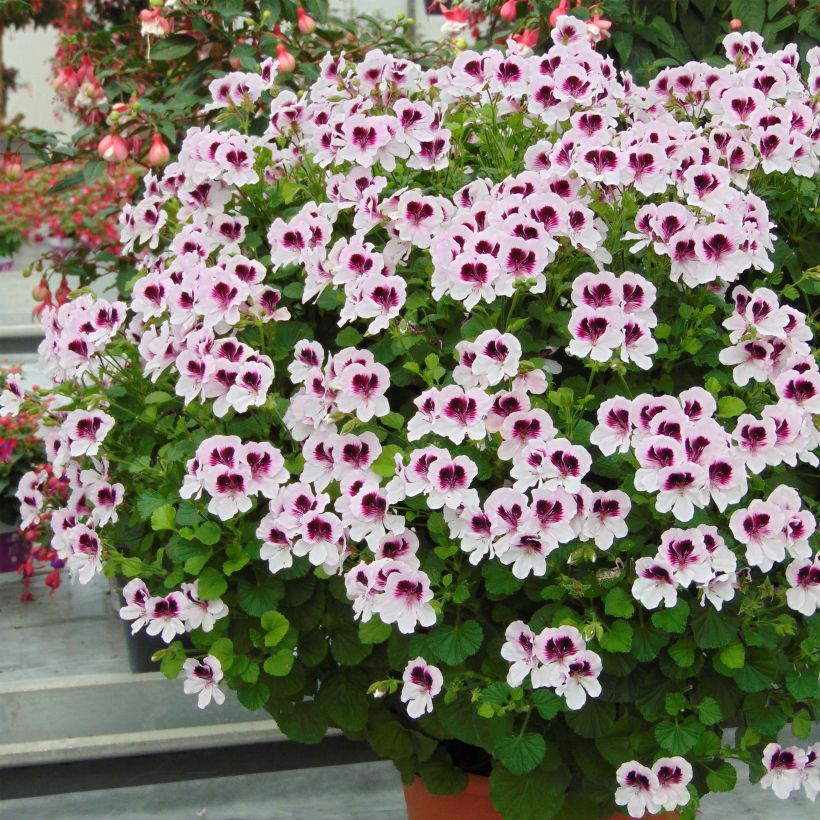 Duftende Pelargonie Mosquitaway Lizzy - Pelargonium (Blüte)