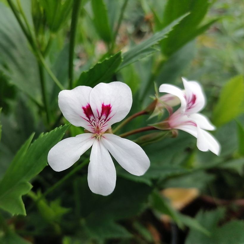 Pelargonium tricuspidatum (Blüte)