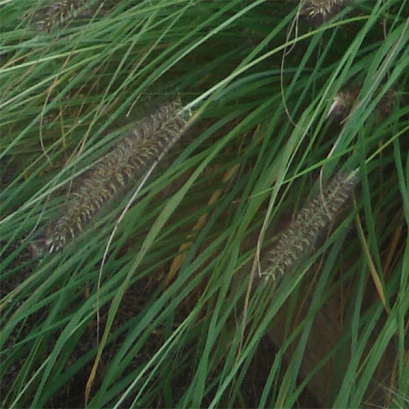 Lampenputzergras f. viridescens - Pennisetum alopecuroïdes (Laub)