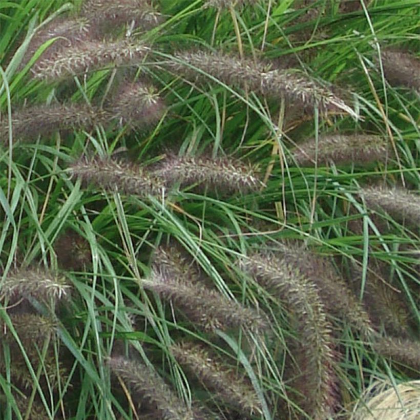 Lampenputzergras f. viridescens - Pennisetum alopecuroïdes (Blüte)