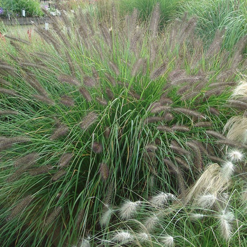 Lampenputzergras f. viridescens - Pennisetum alopecuroïdes (Hafen)