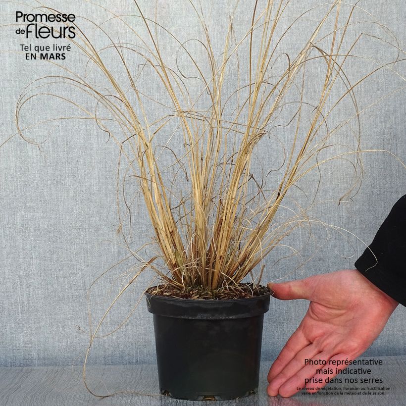 Exemplar von Pennisetum alopecuroides Cassian - Herbe aux écouvillons en pot de 2L/3L wie im Winter geliefert