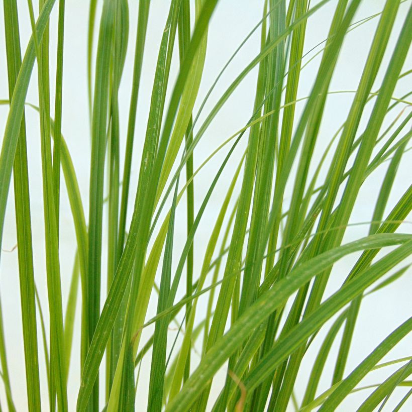 Lampenputzergras Goldstrich - Pennisetum alopecuroides (Laub)