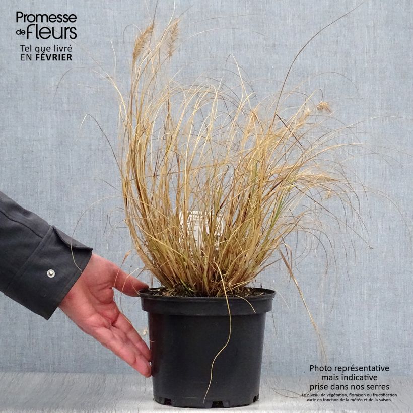 Exemplar von Pennisetum alopecuroides Hameln - 3L/4L wie im Winter geliefert