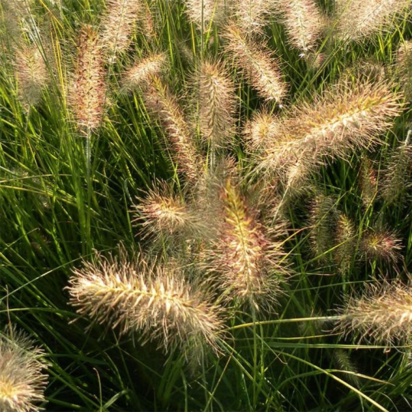 Lampenputzergras Hameln - Pennisetum alopecuroïdes (Blüte)