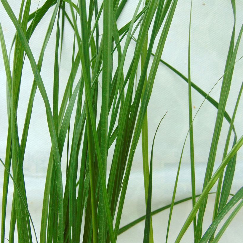 Lampenputzergras Hameln - Pennisetum alopecuroïdes (Laub)