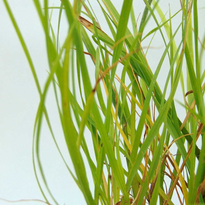 Lampenputzergras Hameln Gold - Pennisetum alopecuroïdes (Laub)