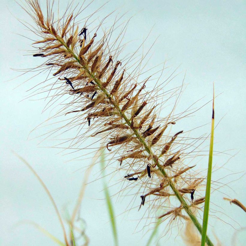 Lampenputzergras Hameln Gold - Pennisetum alopecuroïdes (Blüte)