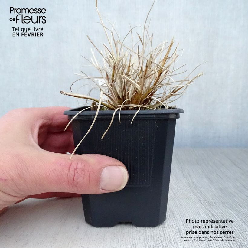 Exemplar von Pennisetum alopecuroides Hameln Gold - Herbe aux écouvillons dorée. Godet de 8/9 cm wie im Winter geliefert