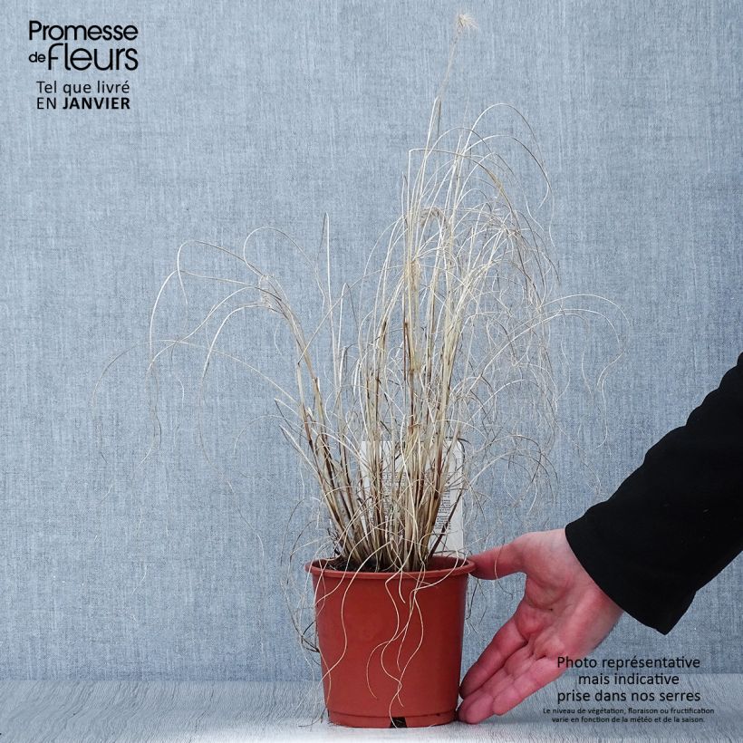 Exemplar von Pennisetum alopecuroides Hameln Gold - Herbe aux écouvillons dorée. Pot de 1L/1.5L wie im Winter geliefert