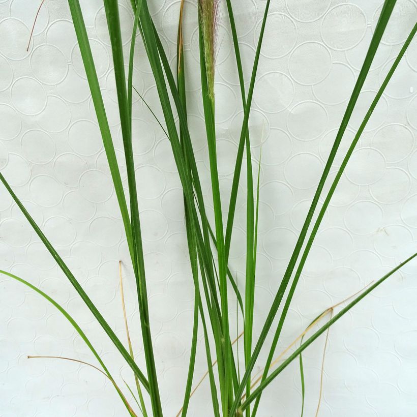 Lampenputzergras Herbstzauber - Pennisetum alopecuroïdes (Laub)