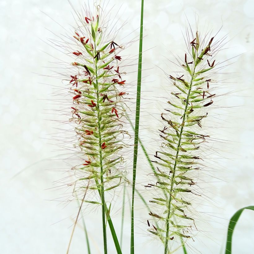 Lampenputzergras Herbstzauber - Pennisetum alopecuroïdes (Blüte)