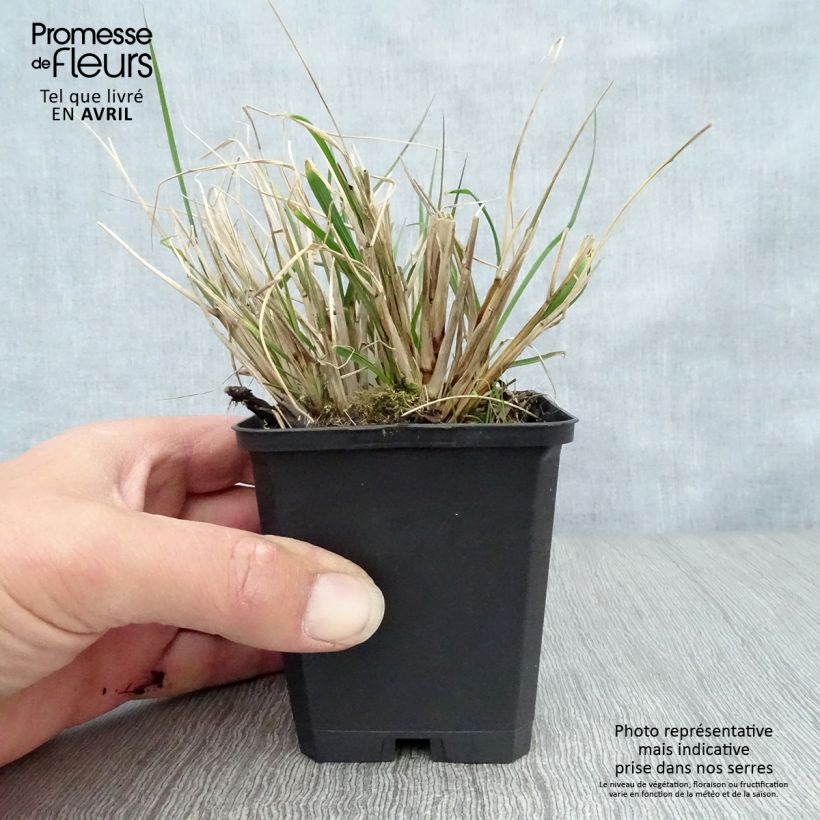 Exemplar von Lampenputzergras Herbstzauber - Pennisetum alopecuroïdes Kleine Töpfe von 8/9 cm wie im Frühjahr geliefert