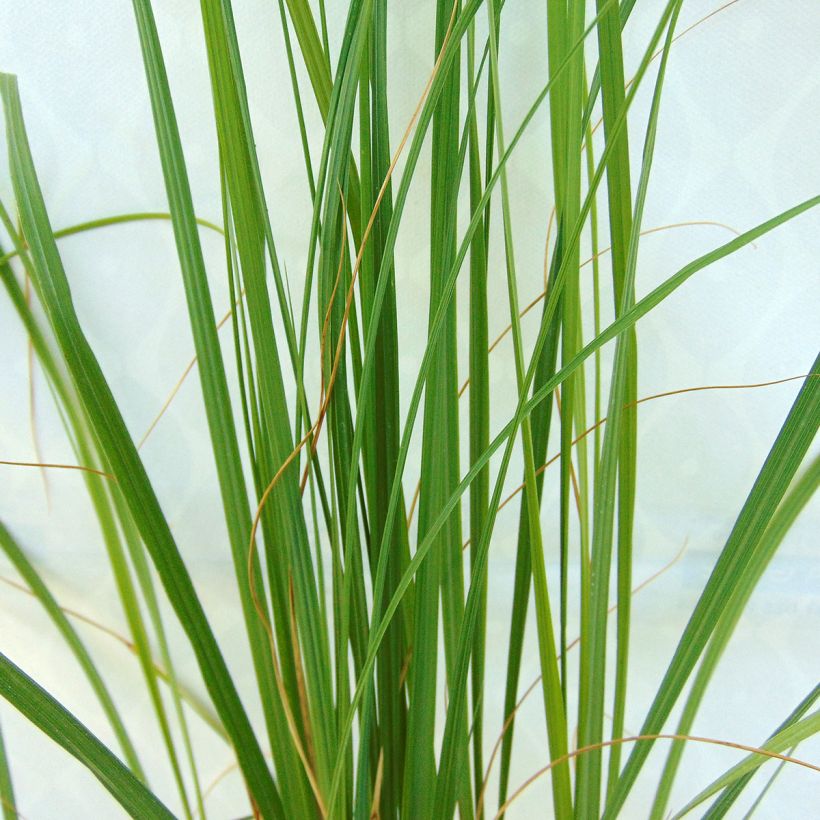 Lampenputzergras Japonicum - Pennisetum alopecuroïdes (Laub)