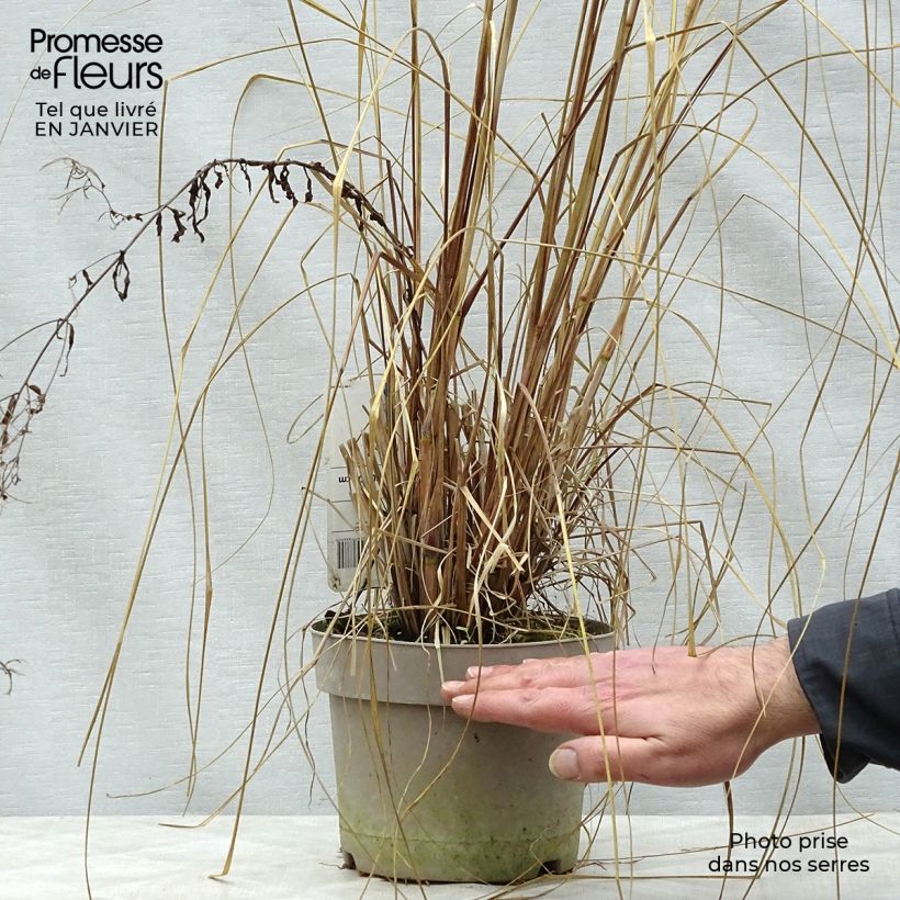 Exemplar von Pennisetum alopecuroïdes Japonicum - Herbe aux écouvillons en pot de 2/3 litres wie im Winter geliefert