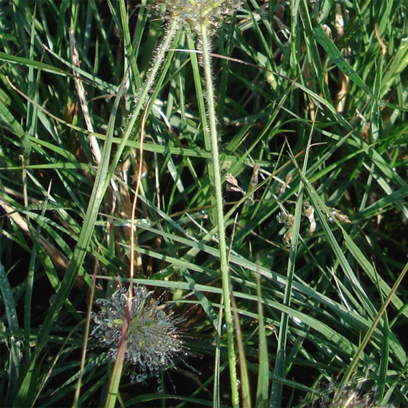 Zwerg-Federborstengras Little Bunny - Pennisetum alopecuroïdes (Laub)