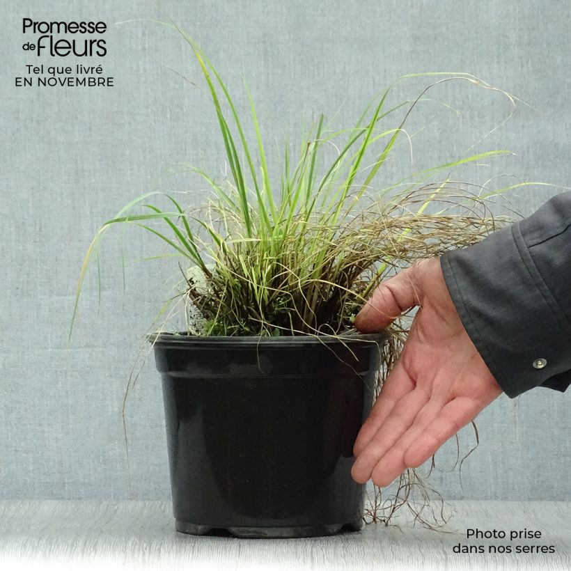 Exemplar von Pennisetum alopecuroides Little Bunny - Herbe aux écouvillons pot de 2L wie im Herbst geliefert