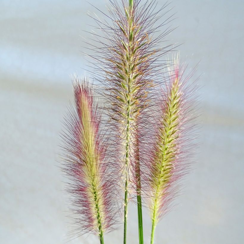 Lampenputzergras Magic - Pennisetum alopecuroïdes (Blüte)