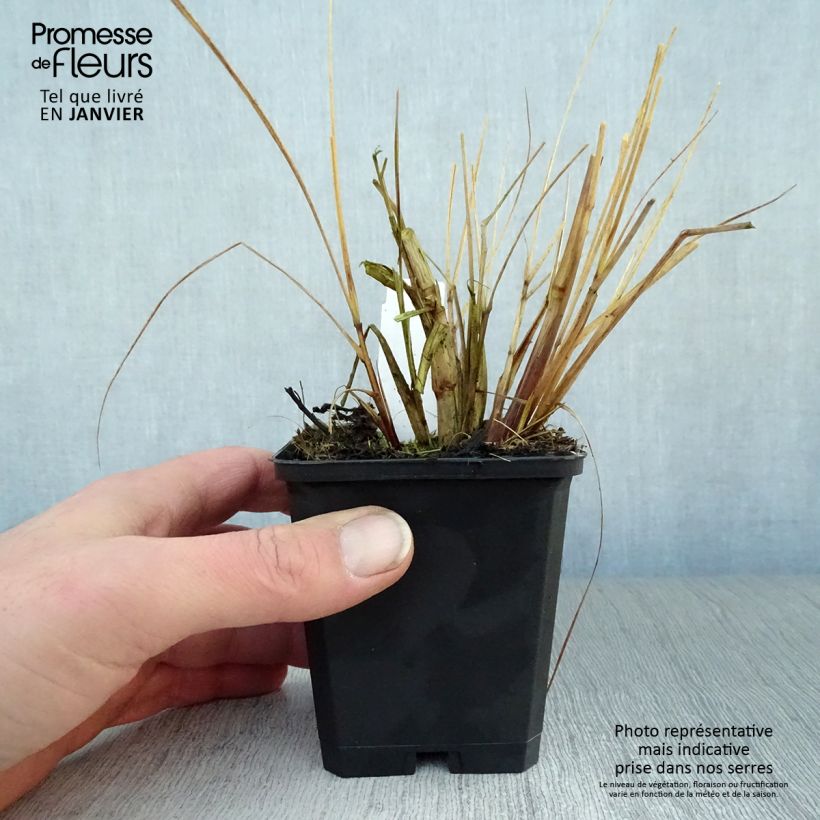 Exemplar von Pennisetum alopecuroides Magic - Herbe aux écouvillons  Godet de 9cm wie im Winter geliefert