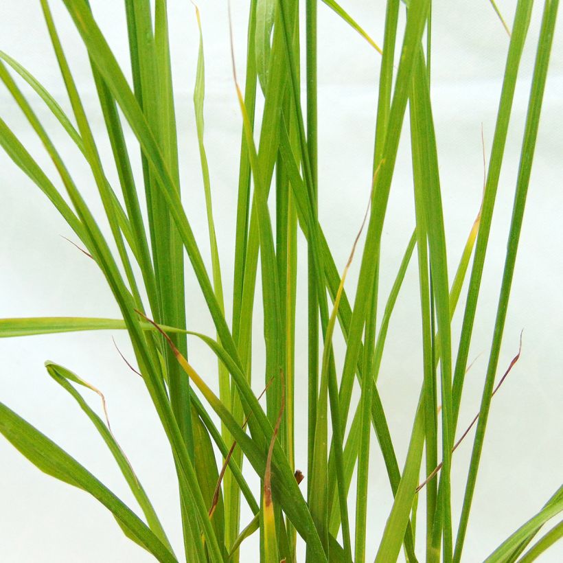 Lampenputzergras Moudry - Pennisetum alopecuroïdes (Laub)