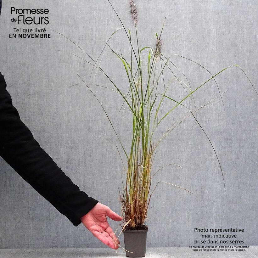 Exemplar von Lampenputzergras Moudry - Pennisetum alopecuroïdes wie im Herbst geliefert