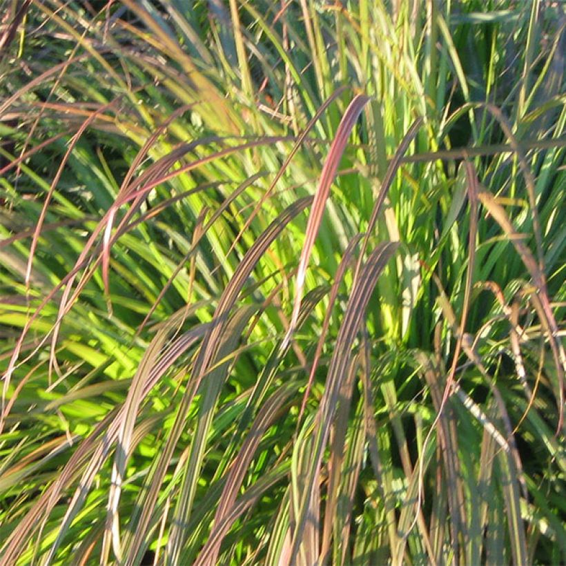 Lampenputzergras National Arboretum - Pennisetum alopecuroïdes (Laub)